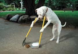 dog clean up